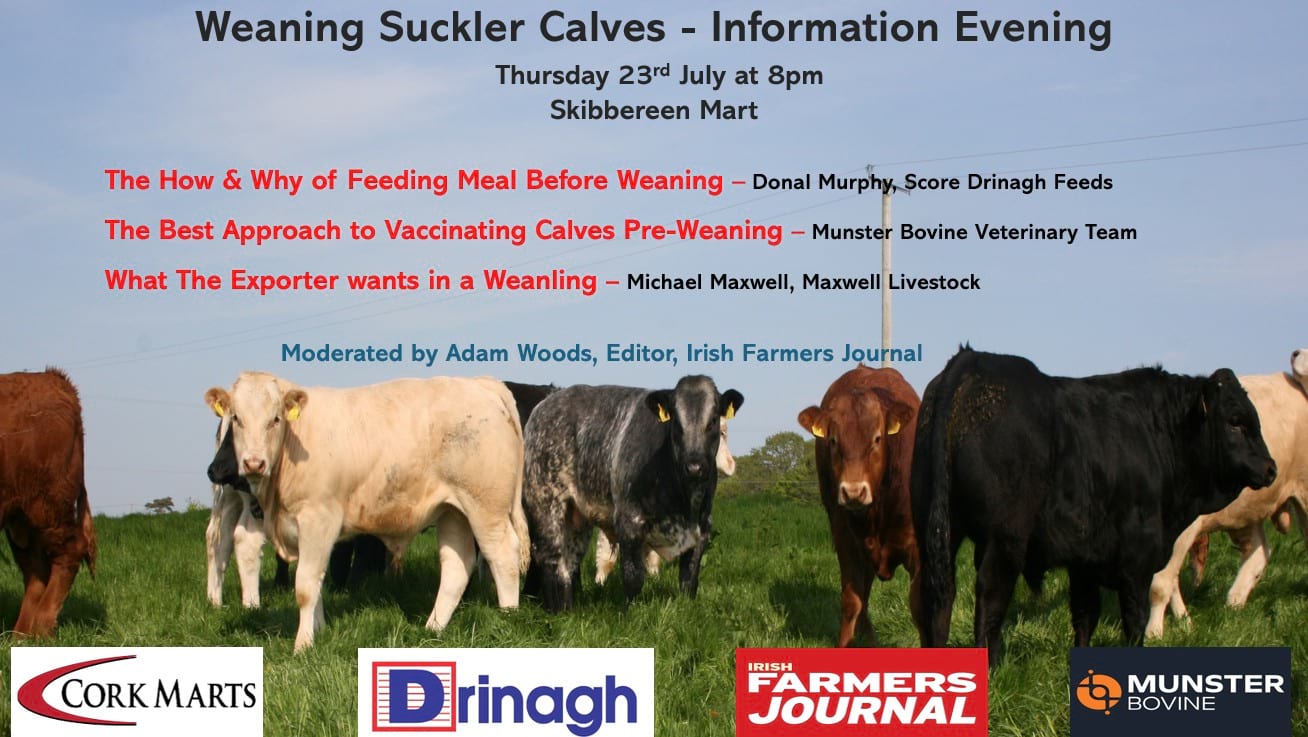 Beef Newsletter July 2026