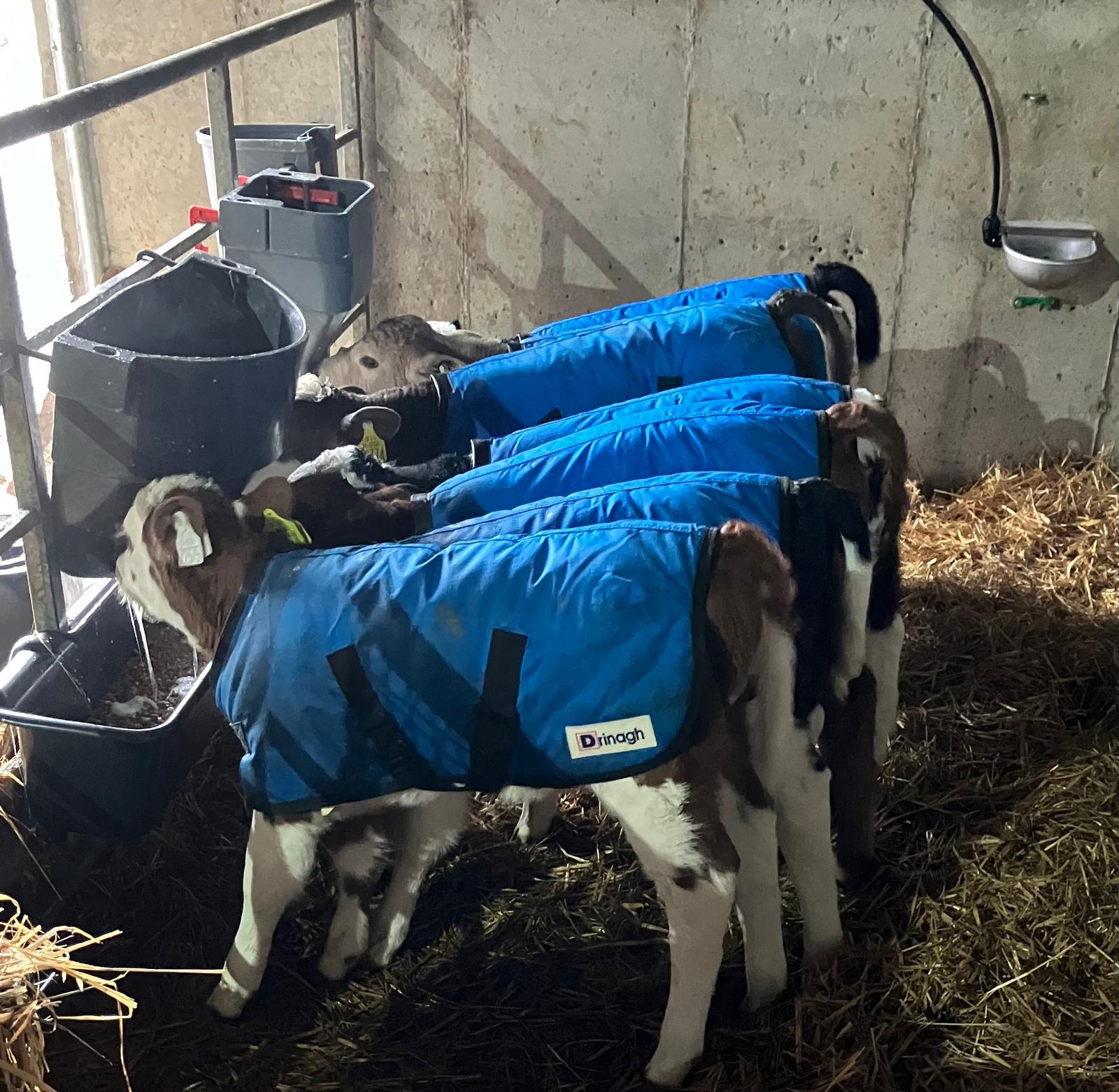Beef Management Newsletter January 2026