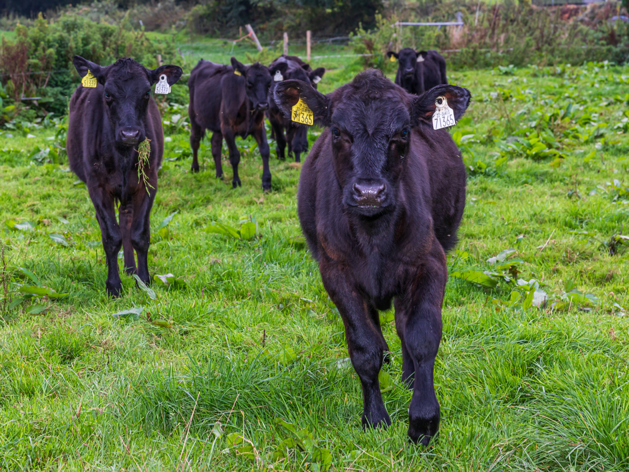 Beef Management Newsletter May 2026