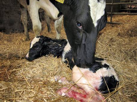 calving