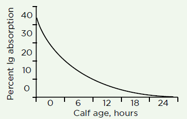 colostrum