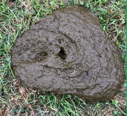 Ideal dung consistency indicating healthy rumen function. 5-6 folds (soft porridge appearance).