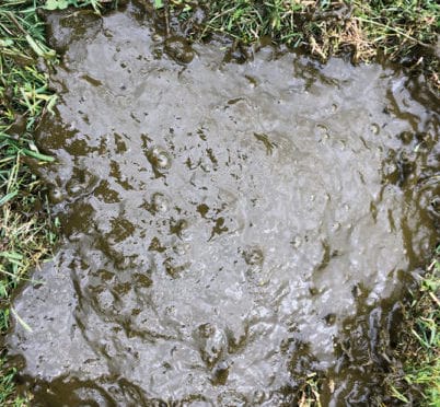Loose dung indicating poor rumen function. Severe cases will show bubbling and feed particles passed undigested