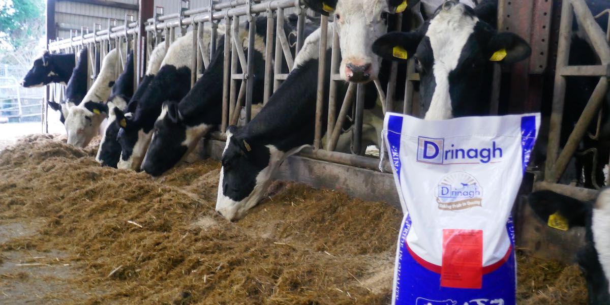 it is recommended to feed a high-quality mineral at the recommended rate for 6 to 8 weeks prior to calving