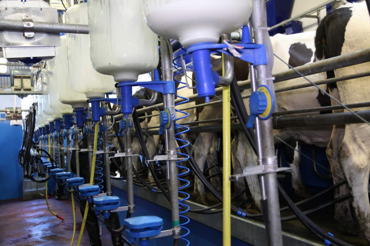 milking parlour