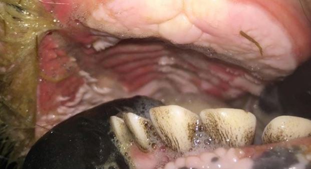 Severe mouth ulcers in calves. Clinical symptoms of this disorder.