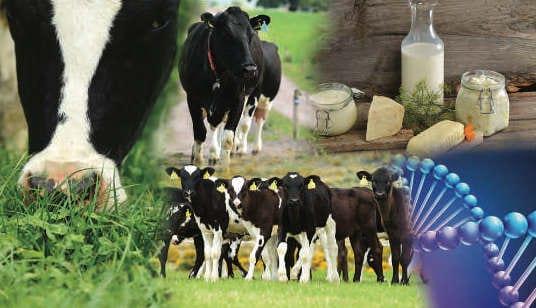 August 2021 Dairy Newsletter