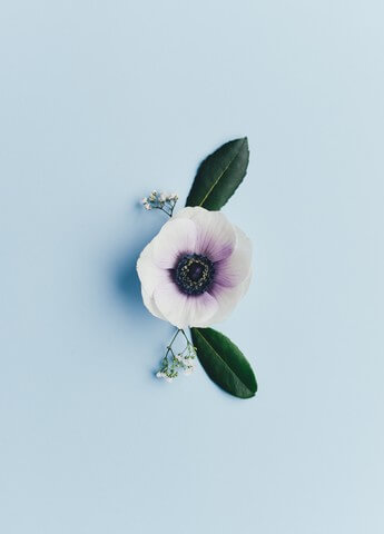 Anemone Flower Path