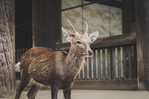 Young Deer in the street