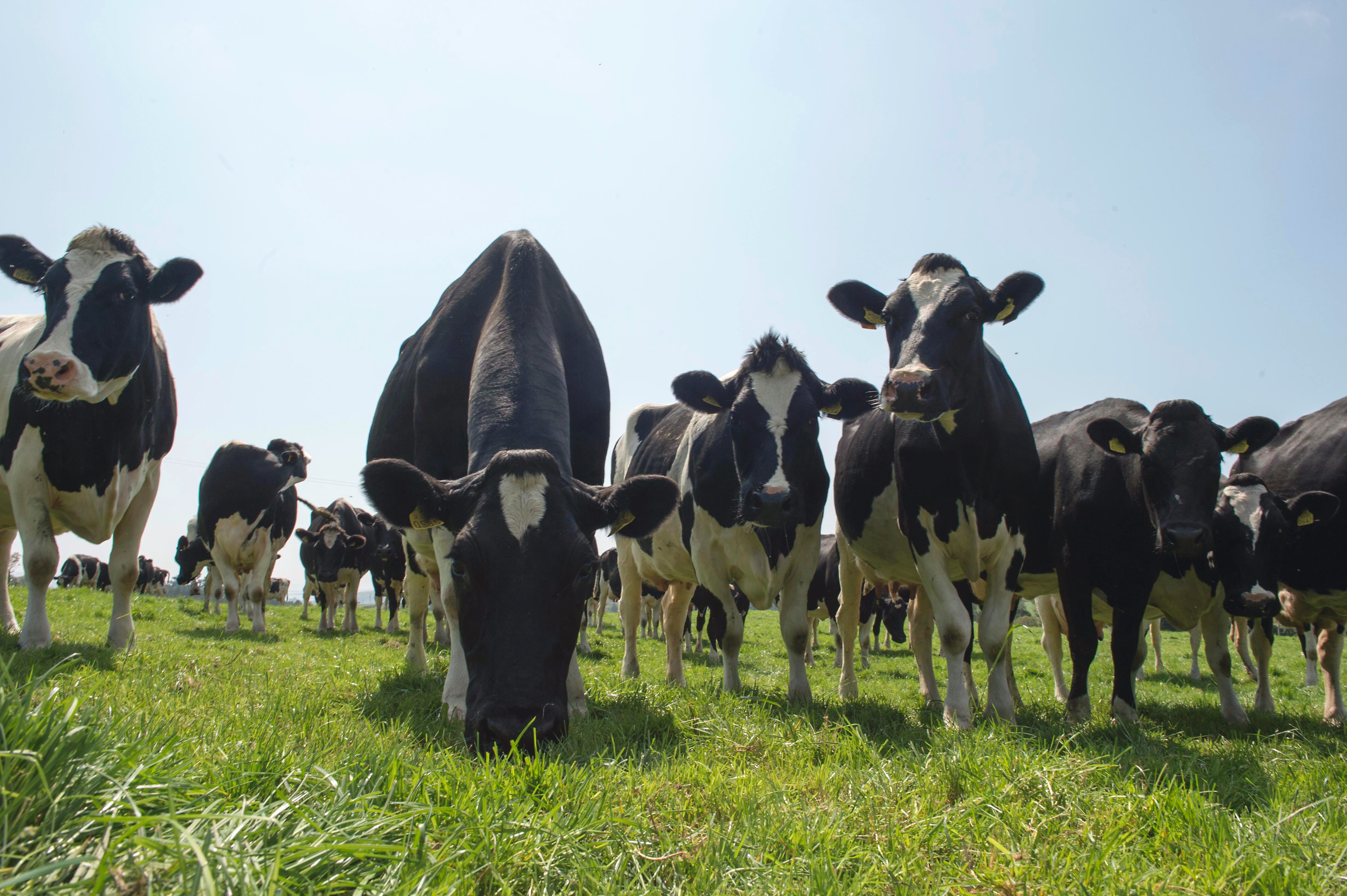 Mature Cow Liveweight for each Maintenance Index